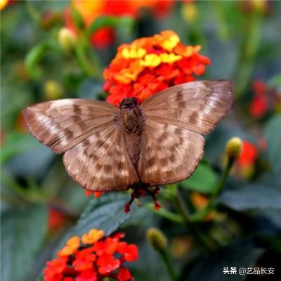 英魂之刃2345手机助手版本下载